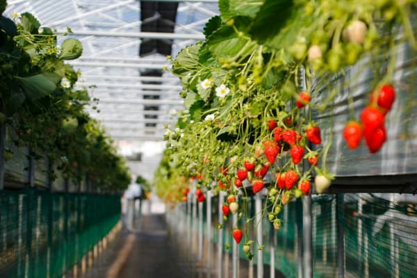 Big Red草莓农场新鲜草莓自摘金马仑高原